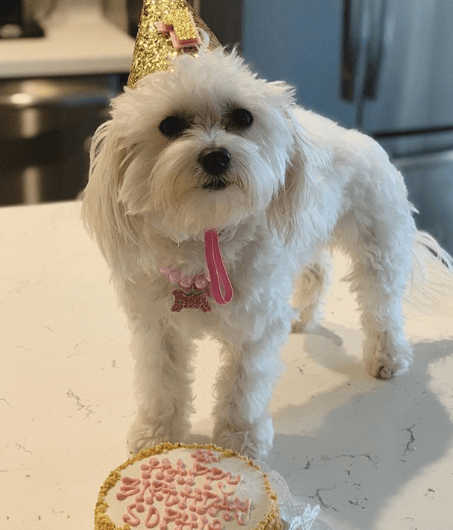 Jennifer Lahmers Dog